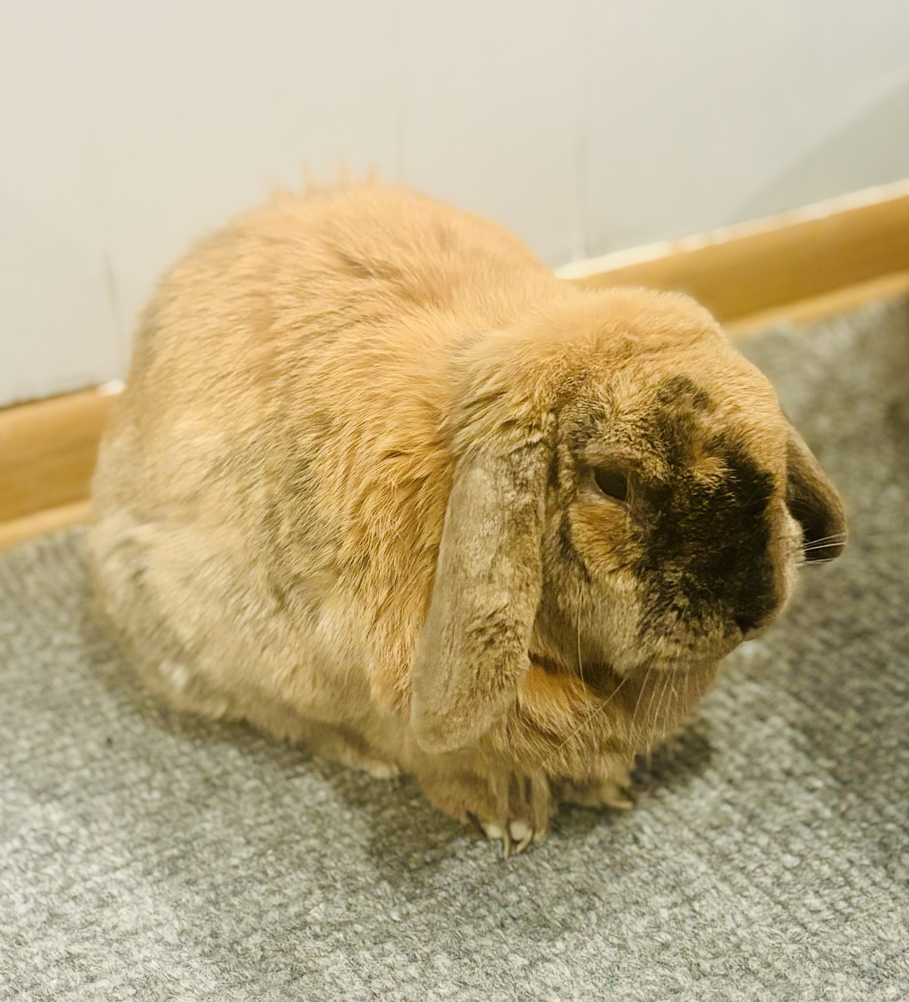 This rabbit is brown lop with with ears hanging down,